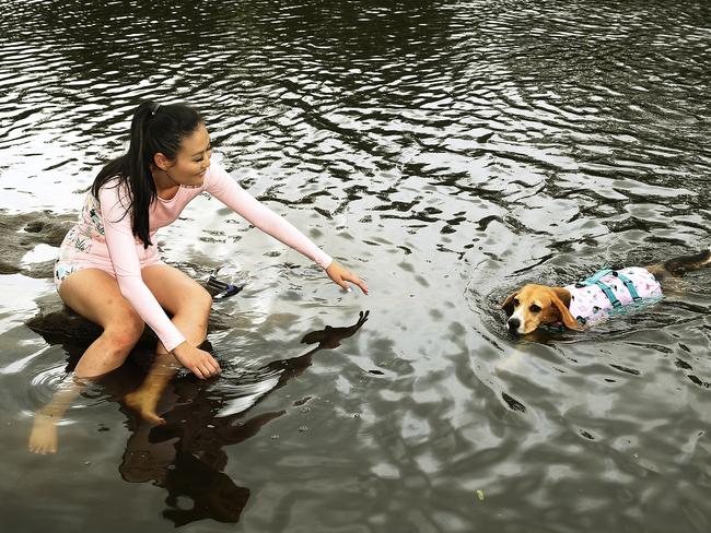 Karen Yang with her dog "Bagel" the Beagle, wearing his Stylish Hound Swim Jacket. Picture: John Appleyard