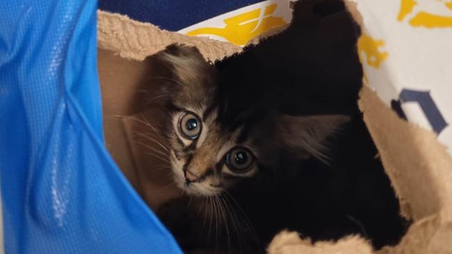 âCaliâ the tabby kitten was dumped in an empty beer carton. Picture: RSPCA WA