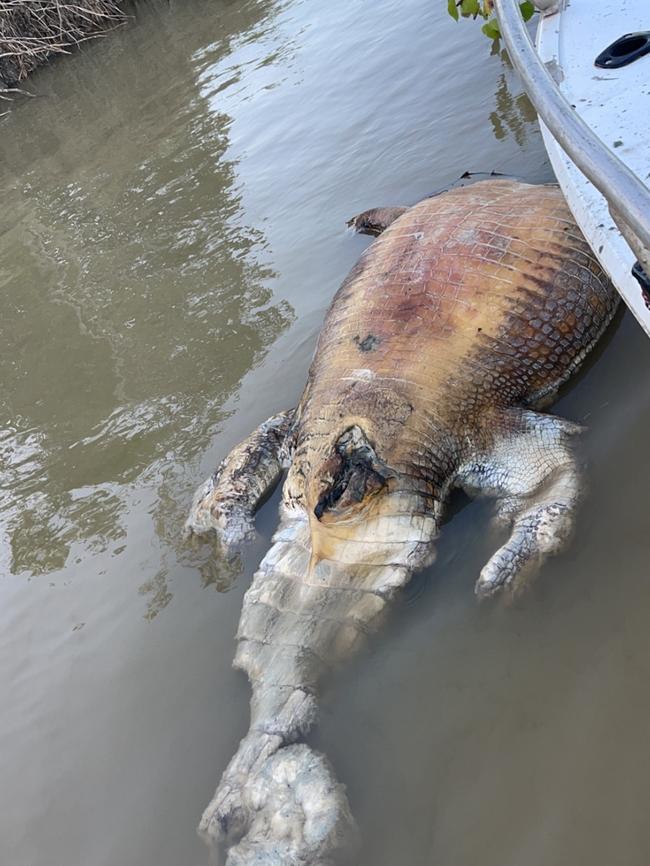 A decapitated crocodile floating on the remote Gulf country's Norman River. Picture: Dylan Leschke