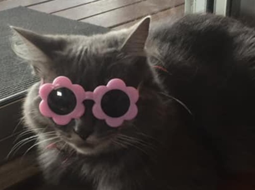 One cool cat!. Picture: Emily Slawson Murn. Coolest Cat photo competition. Quest Community News and Courier Mail WRH