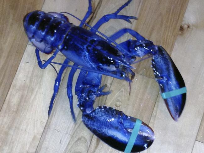 Meghan LaPlante shows a blue lobster caught by her father Jay LaPlante off Pine Point in Scarborough, Maine Saturday. Picture: Meghan LaPlante