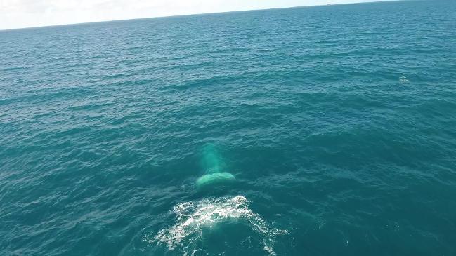 Migaloo spotted near Snapper Island near the mouth of the Daintree River