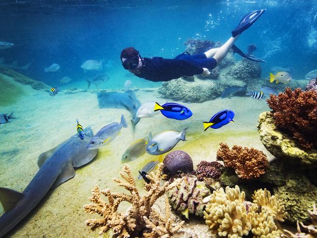 Johnny Gaskell free dives with some of the marine animals in the coral lagoon at Daydream Island. Photo: Lachie Millard