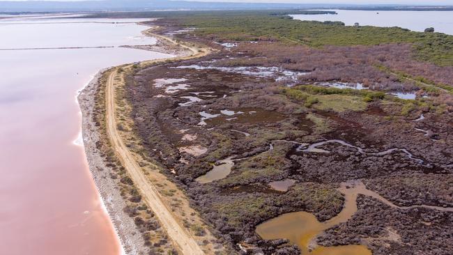 The die-off of mangroves at St Kilda. Picture: Alex Mausolf