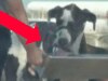 Dog owners called out for 'disgusting' dog habit