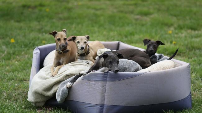 Joh Bailey’s Italian greyhounds. Picture: John Feder/The Australian.