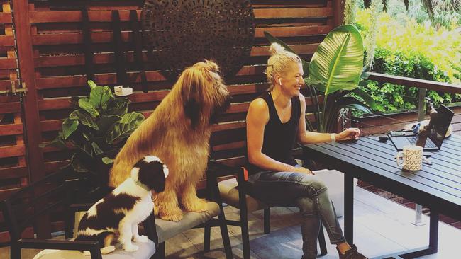 Amy Smith’s dogs Brian and Calvin take part in a live stream. Picture: Supplied.