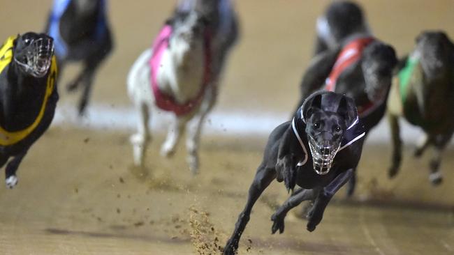 Damning.... Up to 68,000 greyhounds were killed in the past 12 years because they were deemed uncompetitive.