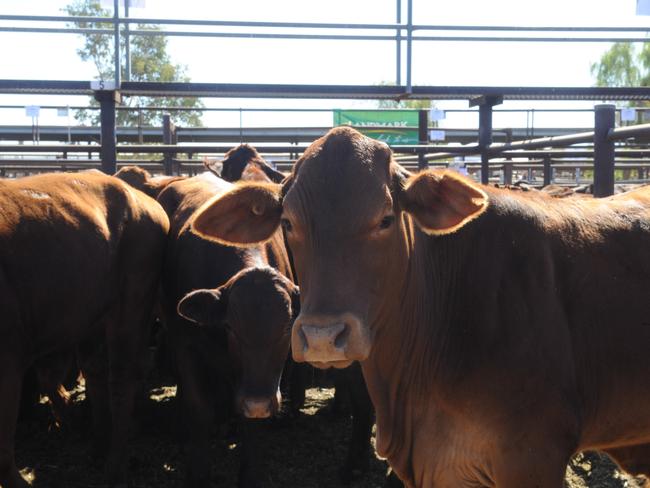 3900 cattle were sold at the Bohning Yards on Thursday's Steer Auction. Picture: SATRIA DYER-DARMAWAN