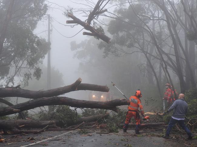 Going ... The powerlines catapult a large part of the branch about 10 metres into the air. Picture Mark Brake