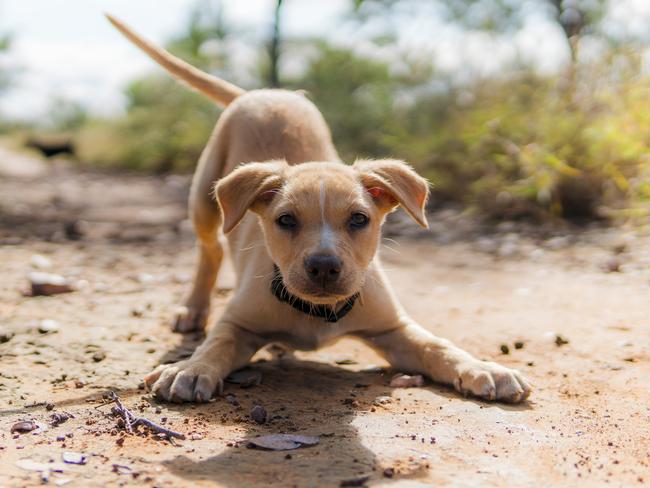 Someone get a ball … Buffer wants to play. Picture: Melissa Spencer.