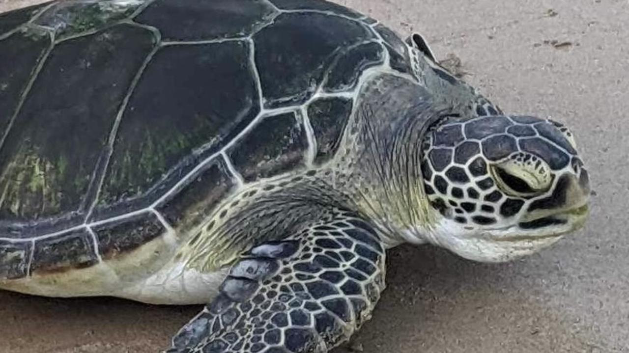 Without power and the capacity to keep only one tank cool, MINT staff had to make the quick and difficult decision to release Green sea turtle, Charlie, back into the wild.