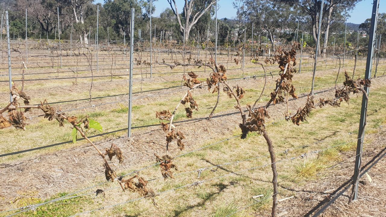 Climate fulled-extreme weather has had significant impacts on the Granite Belt wine industry, leading to decreases in grape harvest viability which has forced farmers to adapt what types of grape varieties to grow.