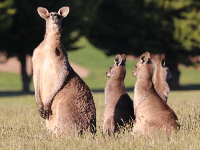 Eastern kangaroos pictured in Hidden Valley, Wallan. Generic kangaroo Picture: Grace Frost