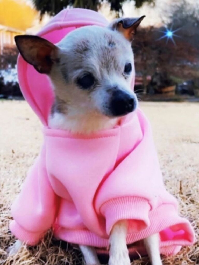 The old lady had 32 puppies during her life. Picture: Guinness World Records