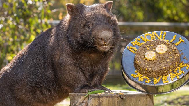 Mary, 15 year old wombat. Moonlit Sanctuary Wildlife Park Celebrating 20th Anniversary on Friday, September 17 Picture: Jason Edwards