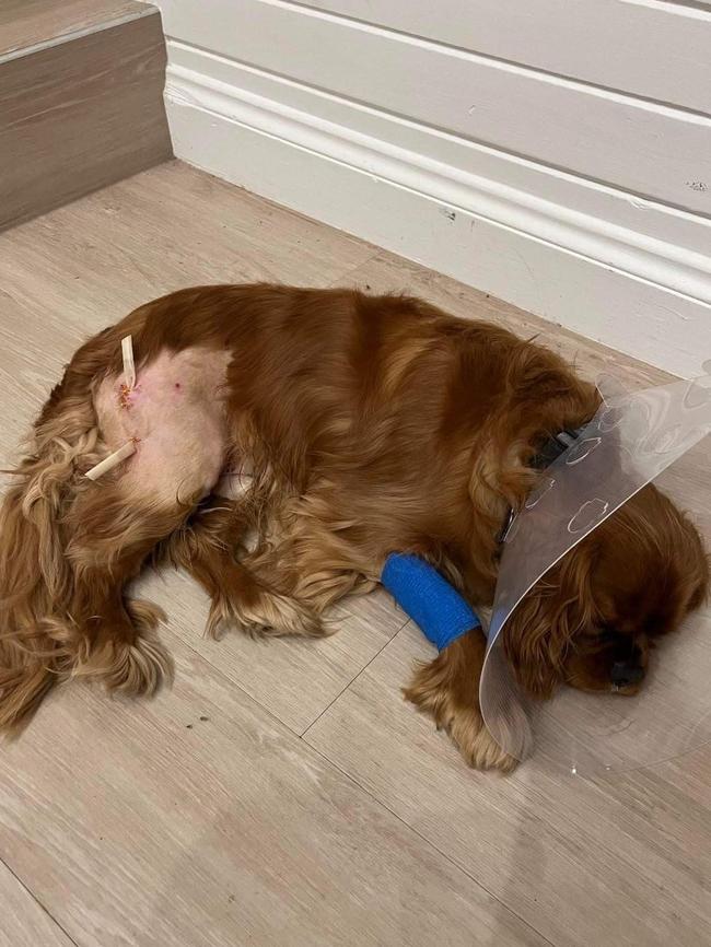 Ms Baff's 2 year old King Charles Cavalier 'Benny' after the incident