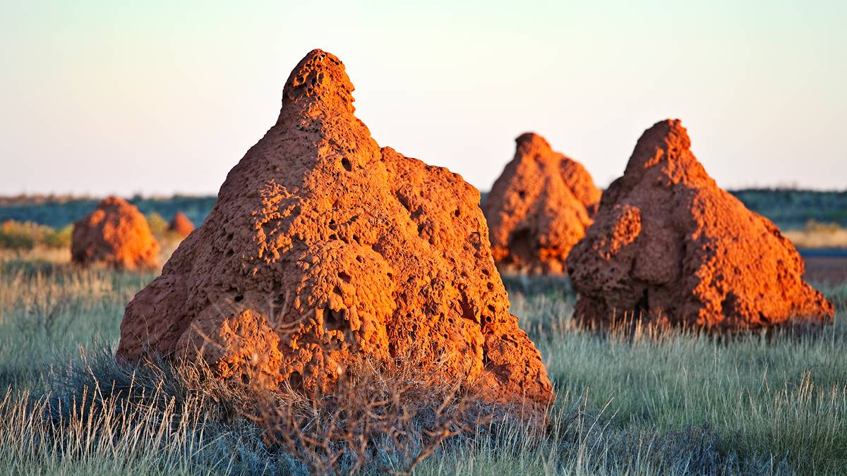 Termite hill sampling is proving an effective exploration tool for Prospect Resources at the Mumbezhi copper project. Pic: Getty Images 