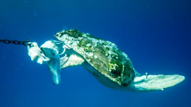 A loggerhead turtle caught at Rainbow Bay. Picture: Sea Shepherd.