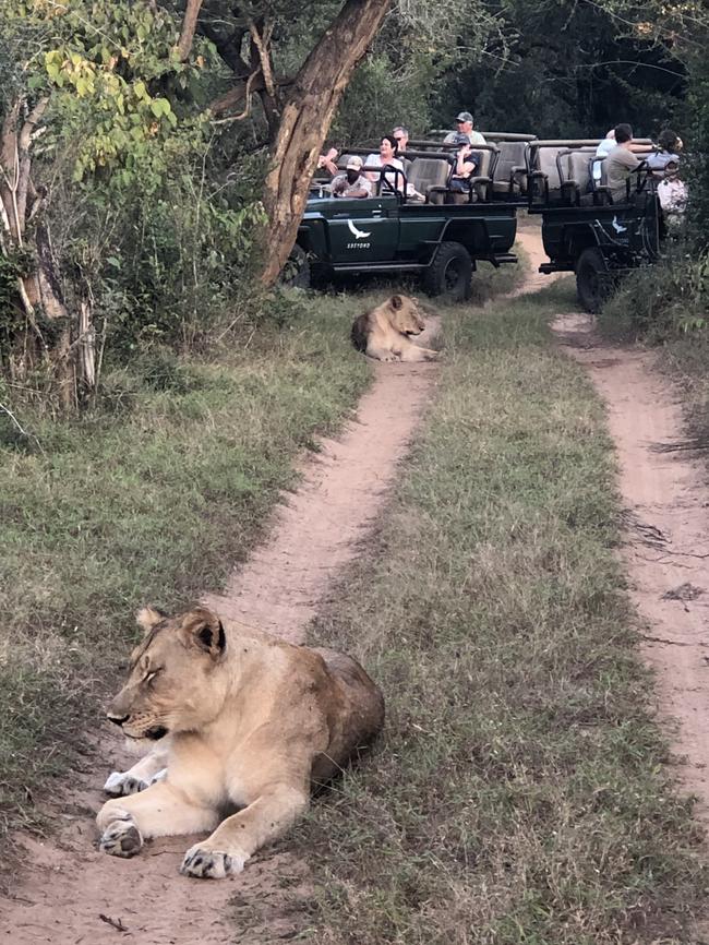 Feline nonchalance at Phinda Private Game Reserve.