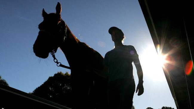 Sport. BCM. 6/6/05. Generic racehorse pics re: racing inquiry. picDavidKelly.