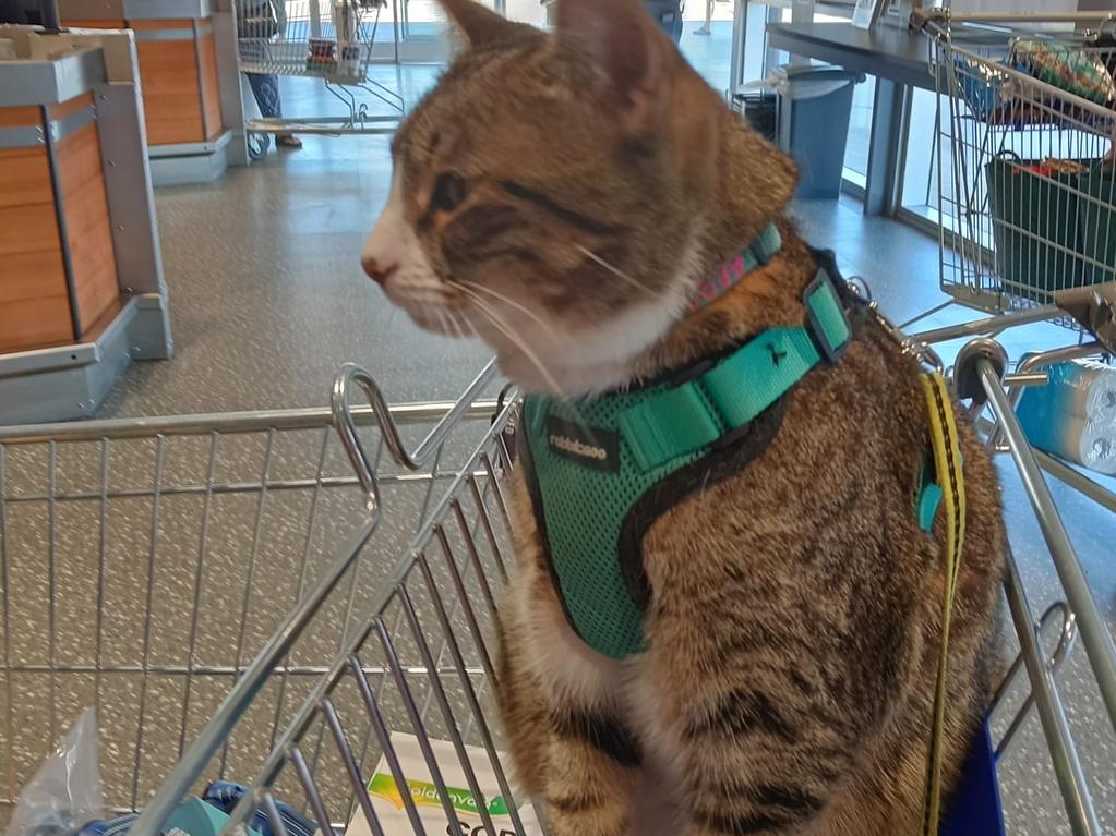 Customers have kicked off after an Aldi shopper brought their assistance cat into the supermarket. Picture: Aldi Fans Australia