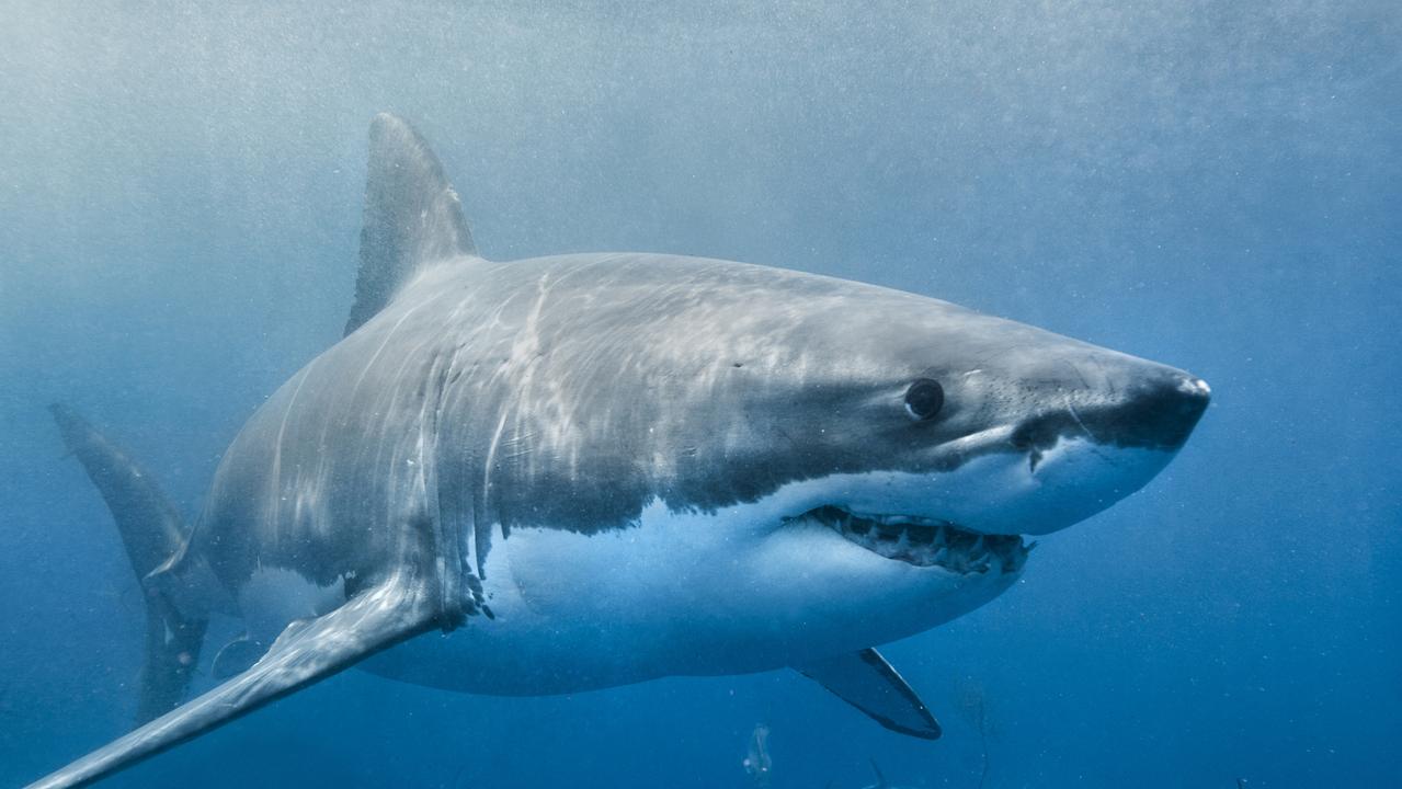 Great white shark found cut into pieces near Kingston SE | news.com.au ...