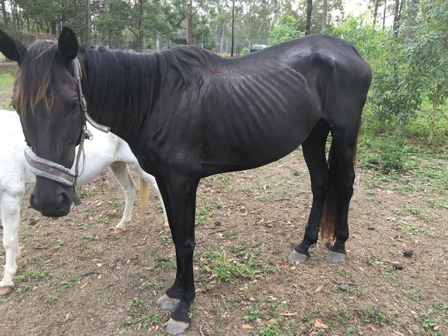 One of the horses seized from a property associated with owner of the Storybook Farm-Sacred Animal Garden recently. Picture: RSPCA Queensland.