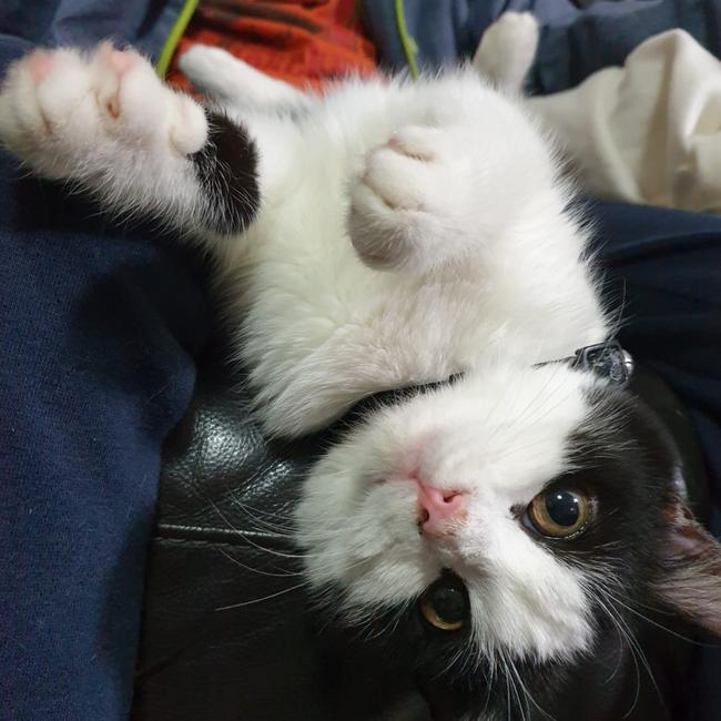 Playful Domino up for a belly rub Picture: Nashya Dang