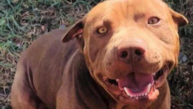 Colicchie, a shar pei cross pitbull, had reportedly been with the family for eight years before it turned on its owners. Picture: Nine