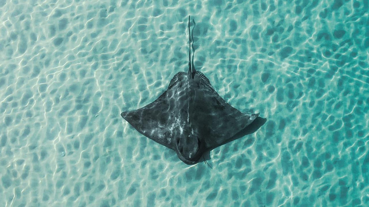 Stingray viewed from the jetty. A person has been stung at Tin Can Bay and taken to hospital, little more than a year after another person was stung at the Bay and taken to hospital. Picture: SATC