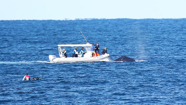 Whale rescue off Main Beach on the Gold Coast.Picture: NIGEL HALLETT