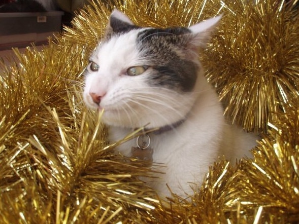 Only the tastiest treats will do — but tinsel is not one of them.