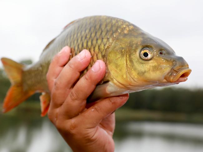 Pest: Carp are an issue in many waterways. Picture: AAP/Angelo Velardo