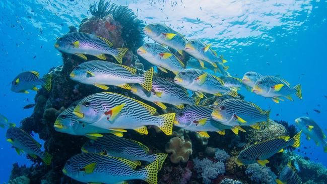 Photos of the Great Barrier Reef taken Monday 9th January by Passions of Paradise. Photo: Sota Yamaguchi