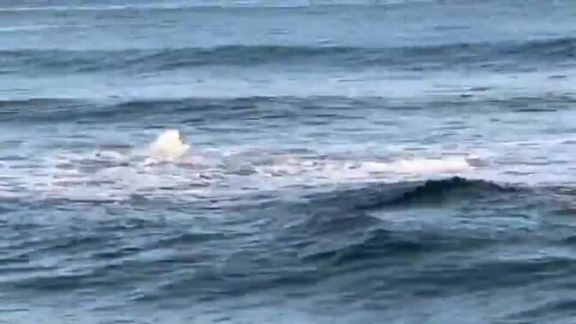 Great white shark beached at Kingscliff