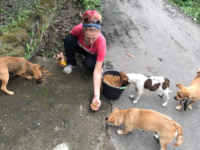 Bali Volcano: Aussies Heading Into Danger Zone To Save Animals | News ...