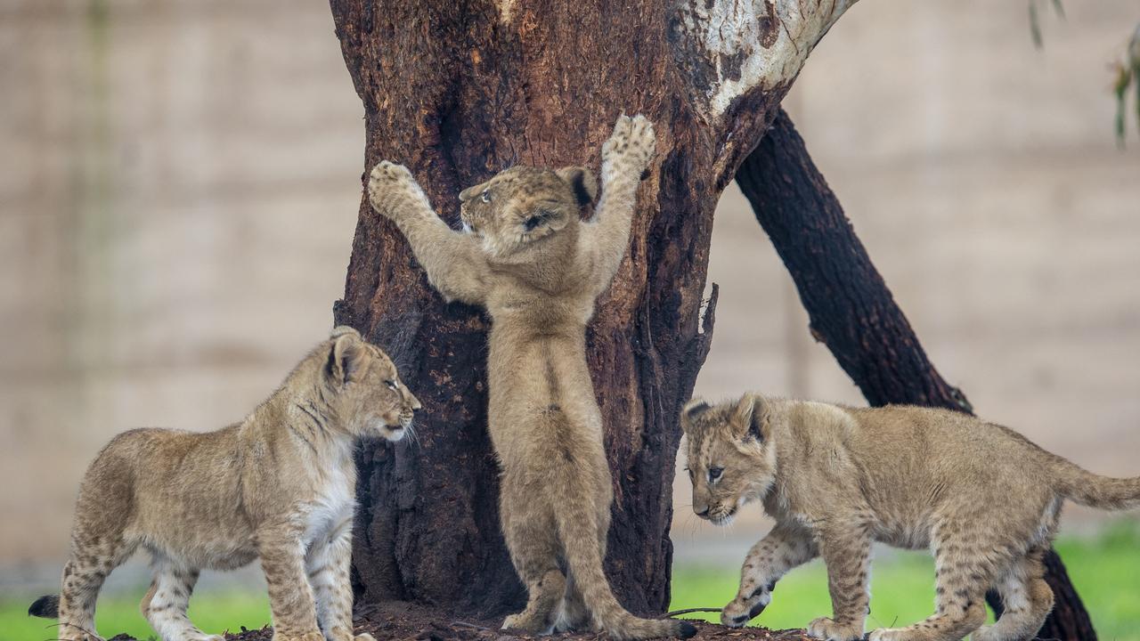 The lions were returned to their den safely. Picture: Rick Stevens