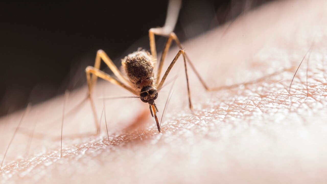 La Niña could bring mosquito invasion