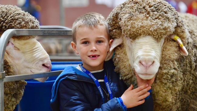 Blake Hamilton got to show his grandfather Norm Weir’s ram, from Kerrilyn Stud, at the 2023 Bendigo Sheep and Wool Show 2023 in July. Picture: Zoe Phillips