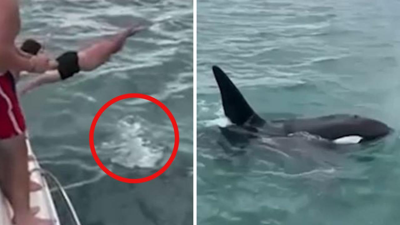 Horror moment man ‘body slams’ orca
