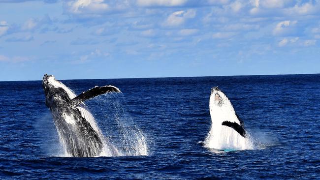 Whales spotted breaching off Eye Spy. Picture: Sandra Hoffman