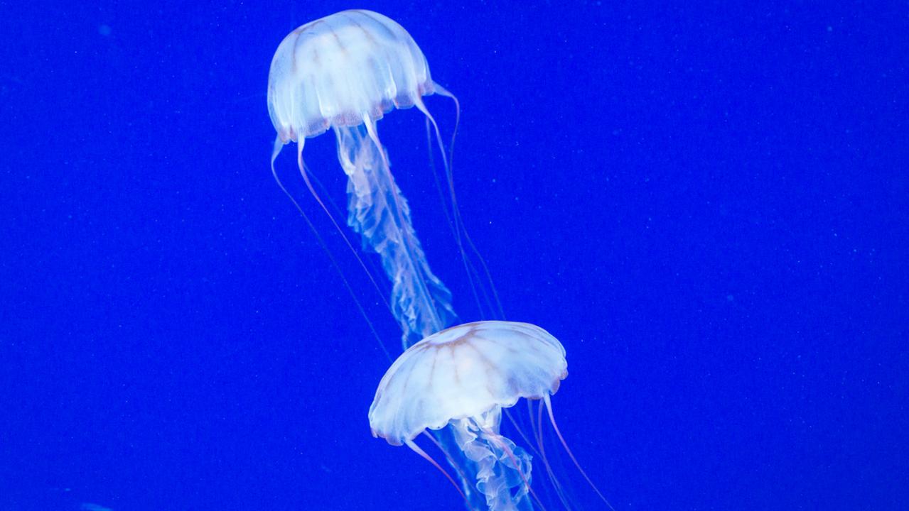 Box Jellyfish under water.