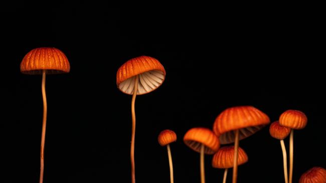 Vibrant orange mushrooms emerge from decaying bark on the forest floor in India. Picture: Mohammed Salman/TNC Photo Contest 2023