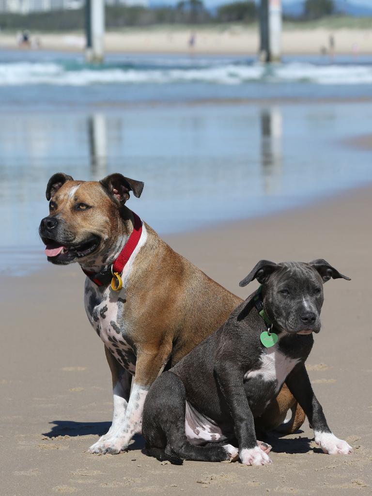 American Staffies, Zeus, age 4, and Aspan, 4 months, of Nerang. Picture Mike Batterham