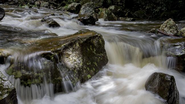 Curtis Falls in Tamborine National Park. Picture: Jerad Williams