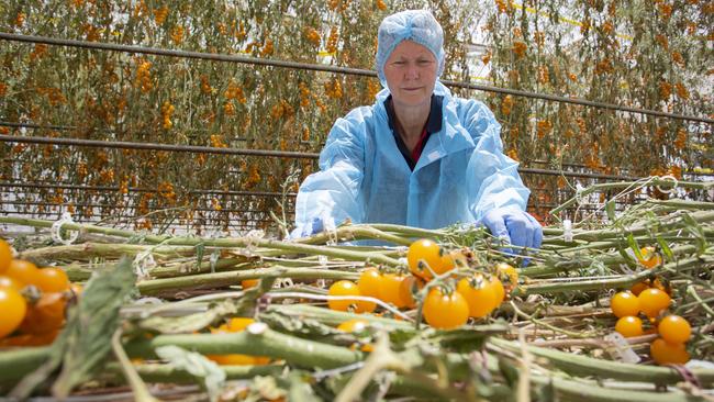 Perfection Fresh staff member Annette Pulbrook inside a greenhouse with plants that are being destroyed. Picture: Brett Hartwig