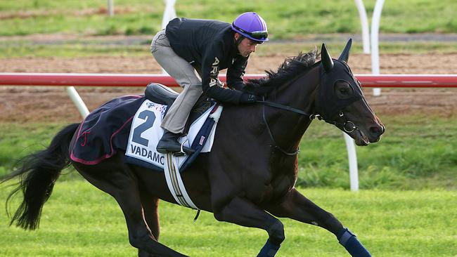 French international Vadamos strides out at track work ahead of the Cox Plate. Picture: Ian Currie