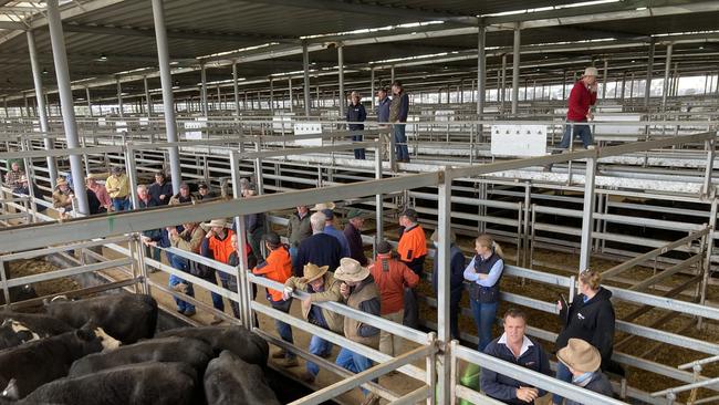 Action at the Wodonga store cattle sale today. Picture: Supplied