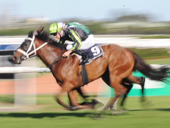 Start Wondering rallies late to win over 1200m last start. Picture: Simon Bullard